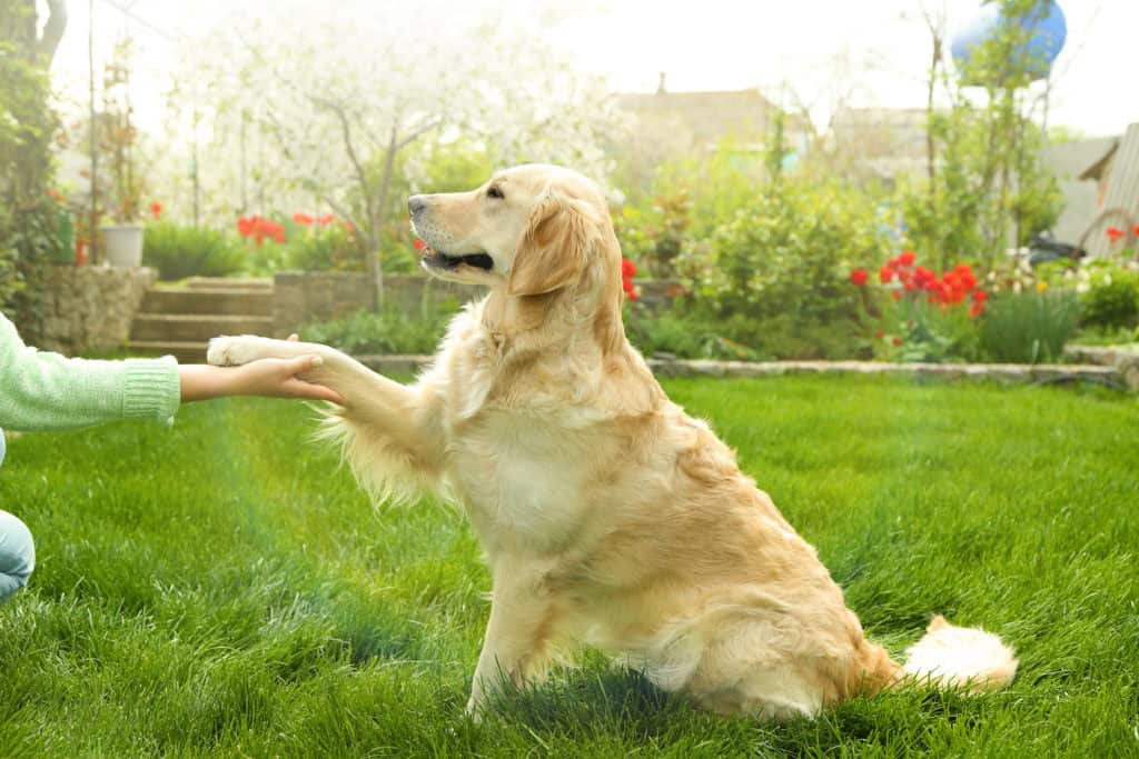 Dog paw and human hand doing a handshake, outdoors