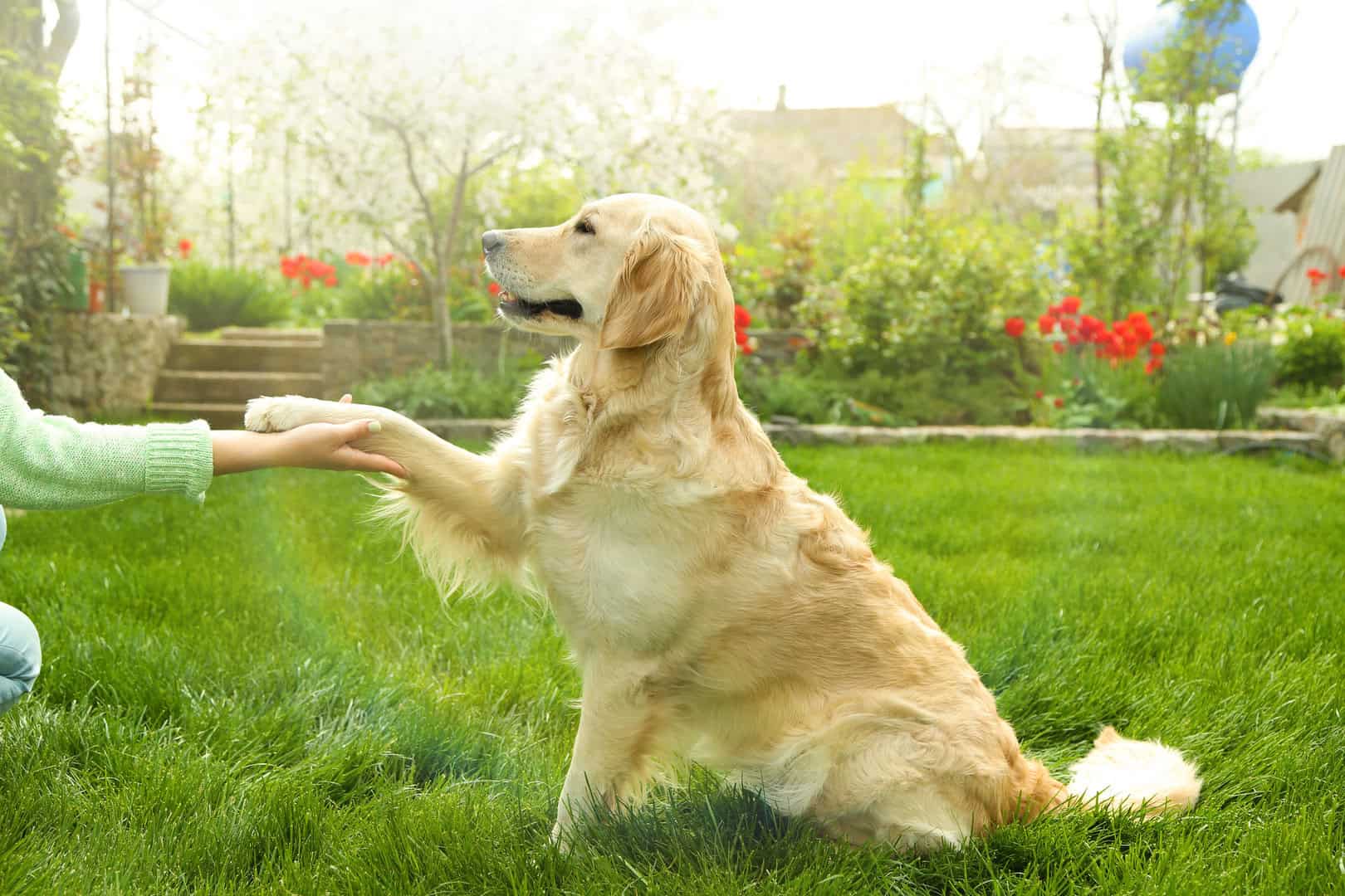 Dog paw and human hand doing a handshake, outdoors