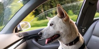 Dog on Road Trip