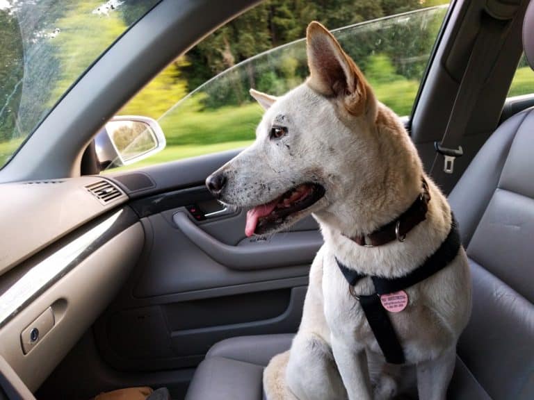 Dog on Road Trip