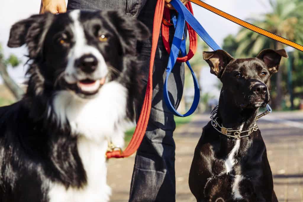 Dog with Walker