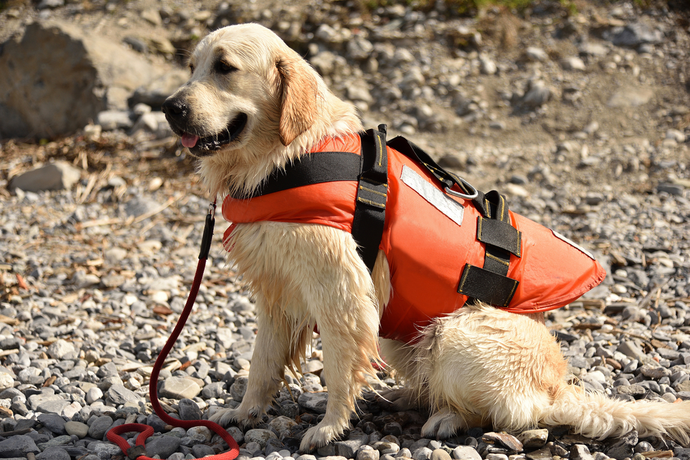 How to Keep Your Dog Safe at the Beach | Petsies