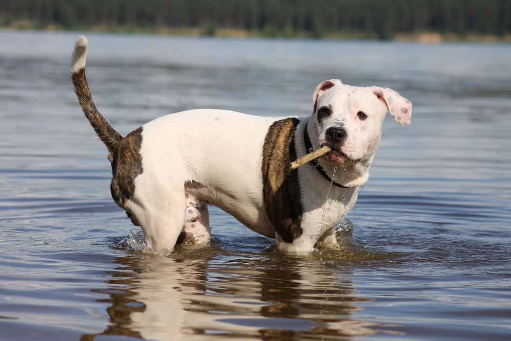 Dog in Water