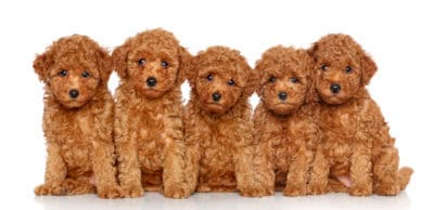 Toy Poodle therapy dog