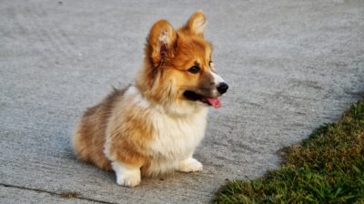 Top 5 Small Service Dog Breeds | Petsies