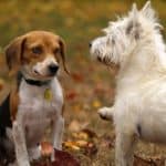 3 Strategies To Keep Your Pets Healthy This Fall