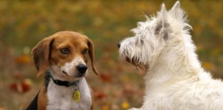 Pets in Autumn