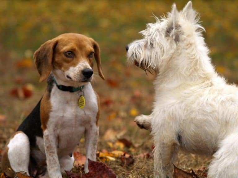 Pets in Autumn