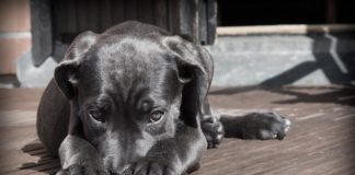 Pet Head Between Paws