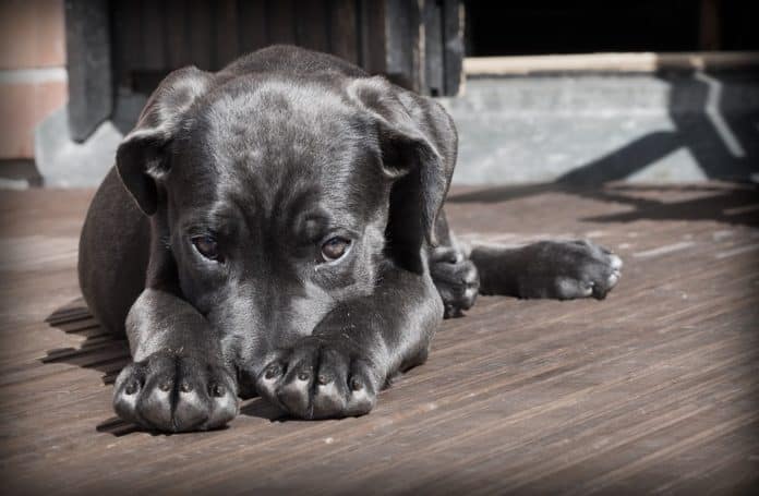 Pet Head Between Paws