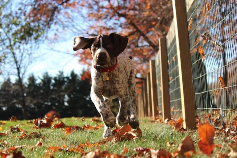 Ultimate Tips For Creating A Dog-Friendly Backyard