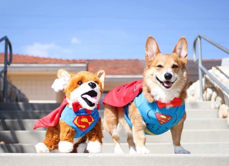 Petsies Can Wear Costumes Too!