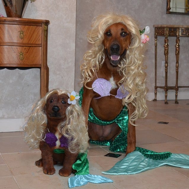 Zucca in a Mermaid Costume