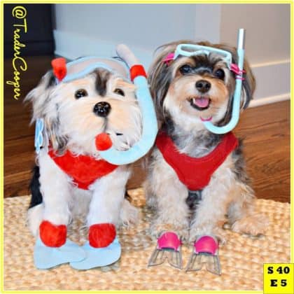 mypetsies reviews
