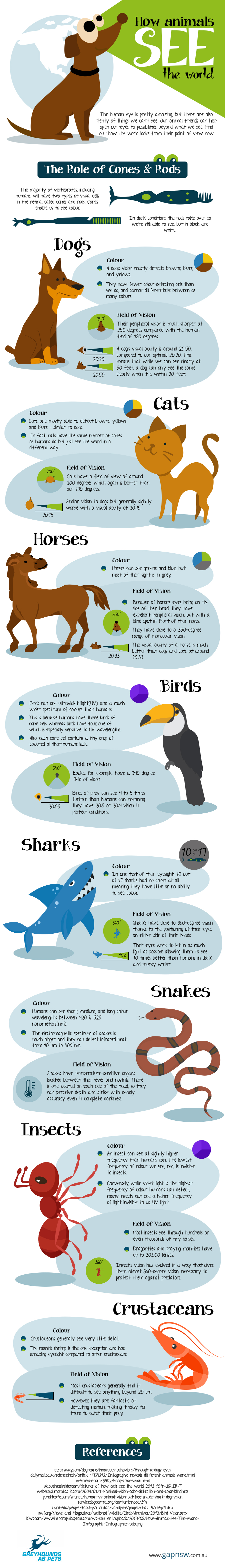 Animal Sight Infographic