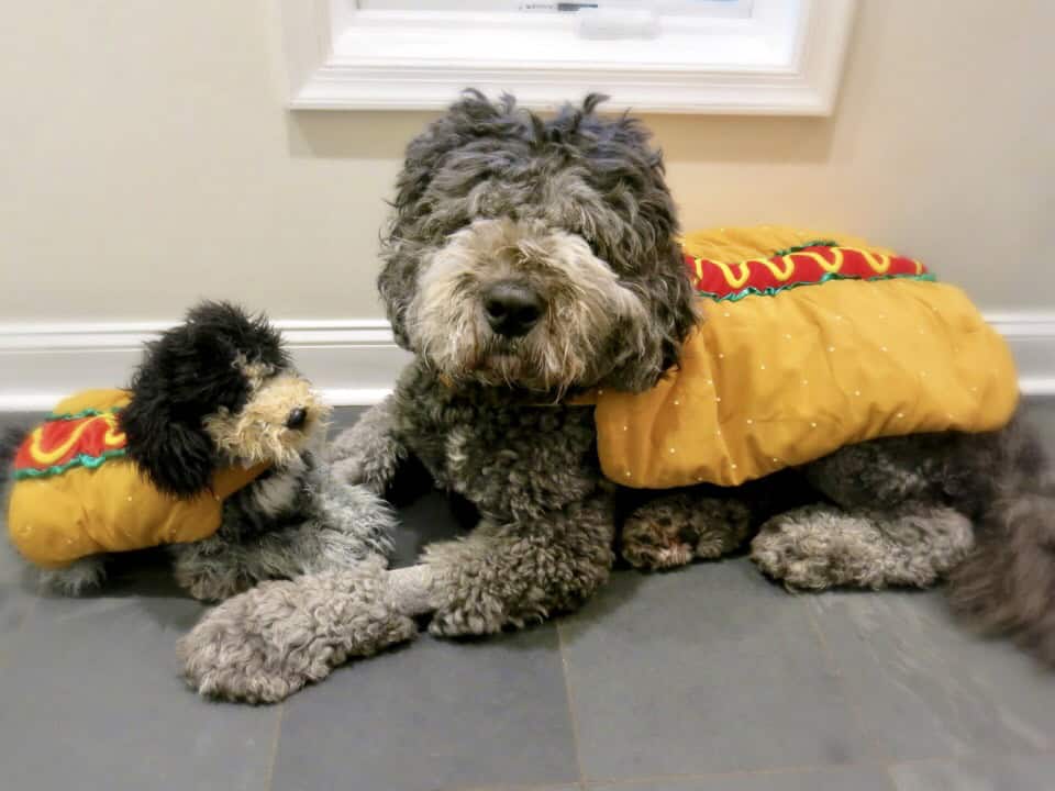 Dog in Hotdog Costume