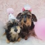 MyThreeDoxies dog