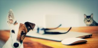Pet Ear Infection