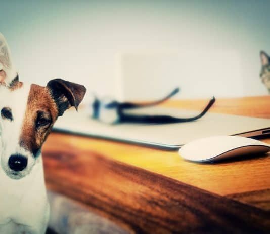 Pet Ear Infection