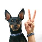 best friends collar bracelet