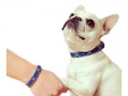 Friendship Collar 1