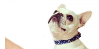 Friendship Collar 1