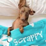 custom dog blankets – the smoothe store