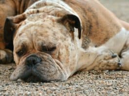 Sad Bulldog