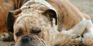 Sad Bulldog