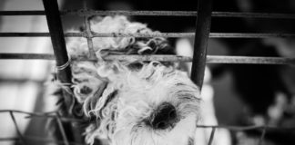 Dog in Crate
