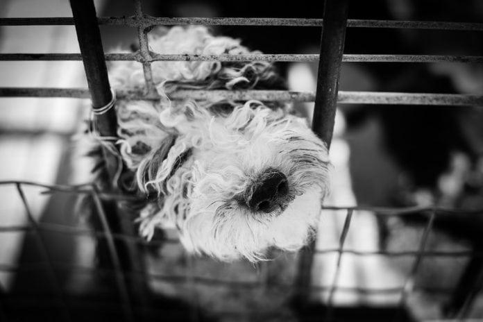 Dog in Crate