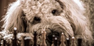 Dog Play