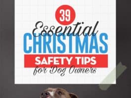 christmas safety tips for pets