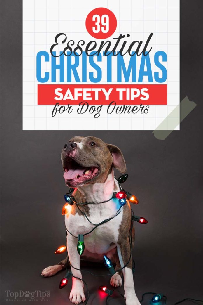 christmas safety tips for pets