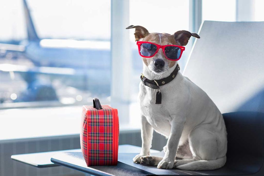 Bringing Your Pet on Vacation