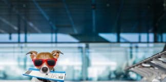 Pet Travel Tips