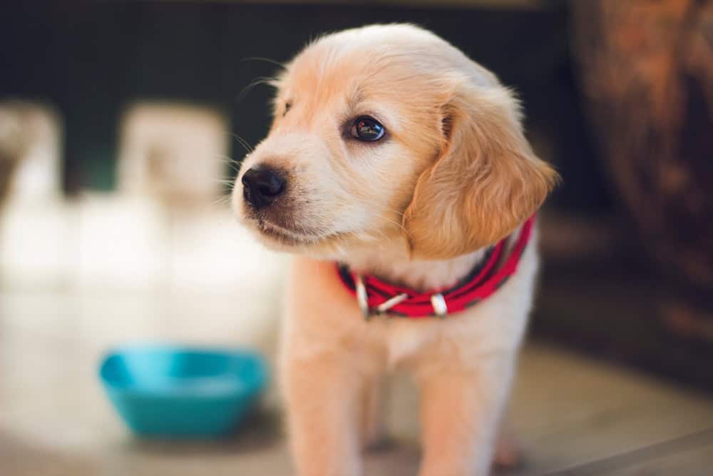 Celebrate National Puppy Day With These 25 Pawfect Gifts