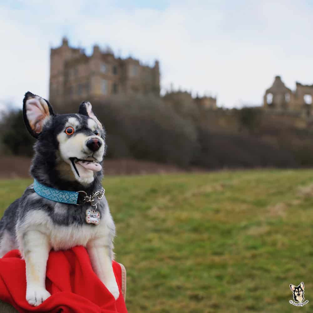 Baltsie Petsies visits a castle