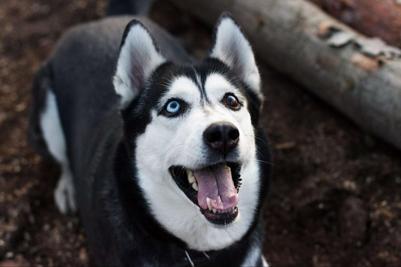 caring for an emotional support dog