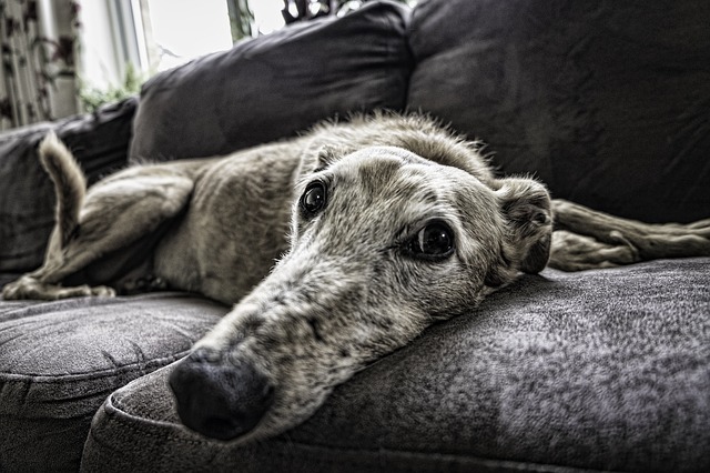 apartment living greyhound