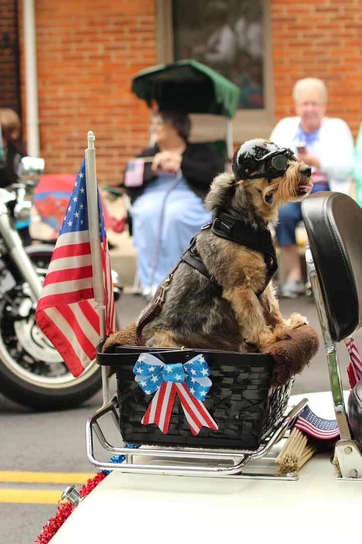 pet safety July Fourth