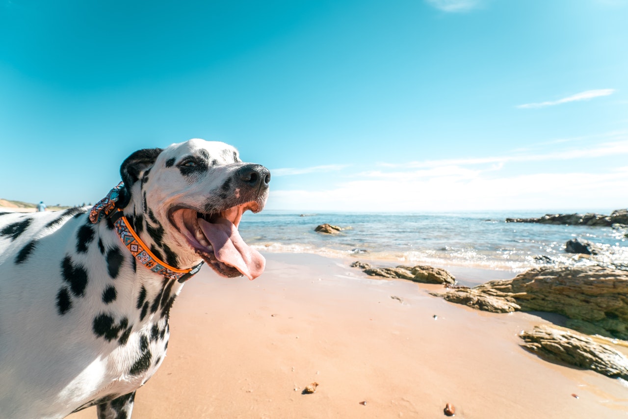 8 Fun Things to do With Your Dog in the Summer