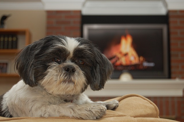 best dogs for apartment living