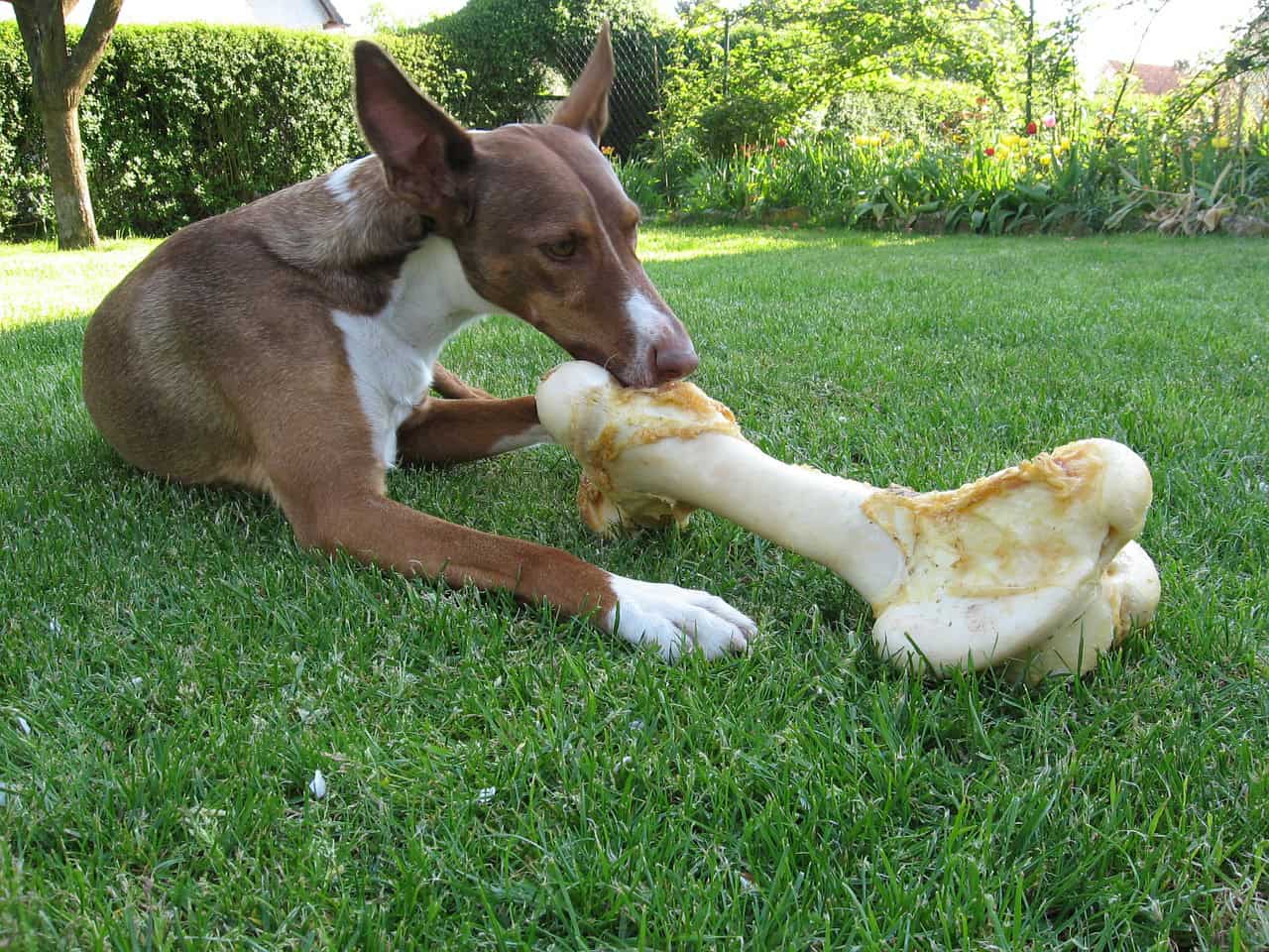 5 Natural And Safe Dog Chew Toys Petsies