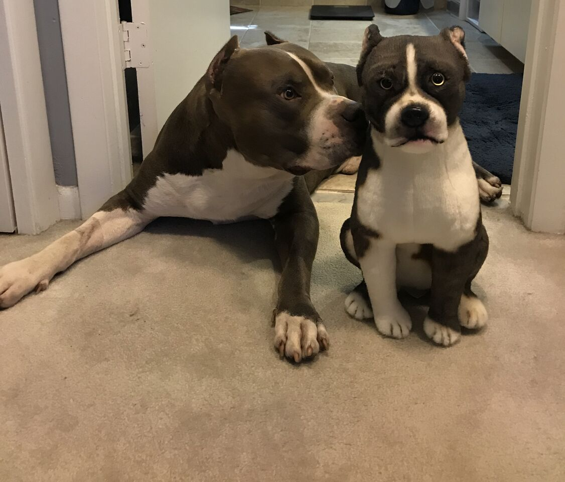 Create Your Own Custom Pit Bull Stuffed Animal | Petsies