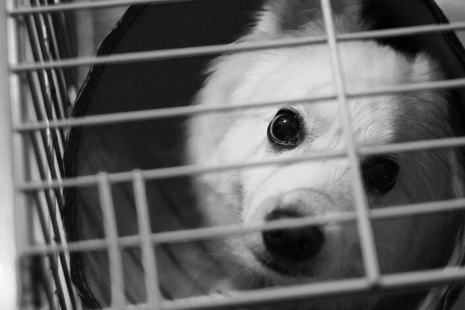How to Crate Train a Puppy in 10 Easy Steps | Petsies