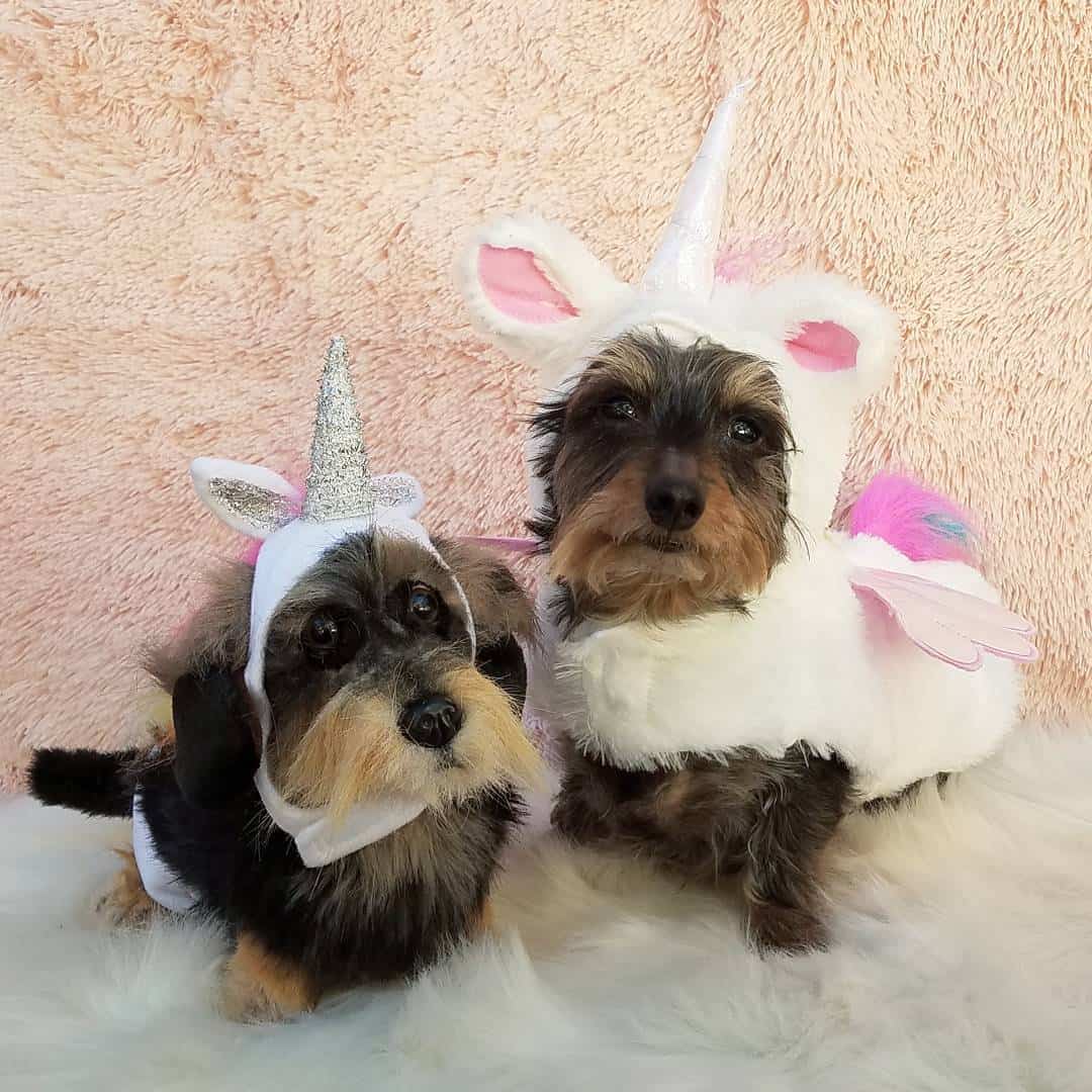 Unicorn dog stuffed animals