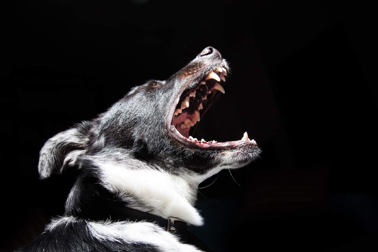 animal-dog-pet-dangerous