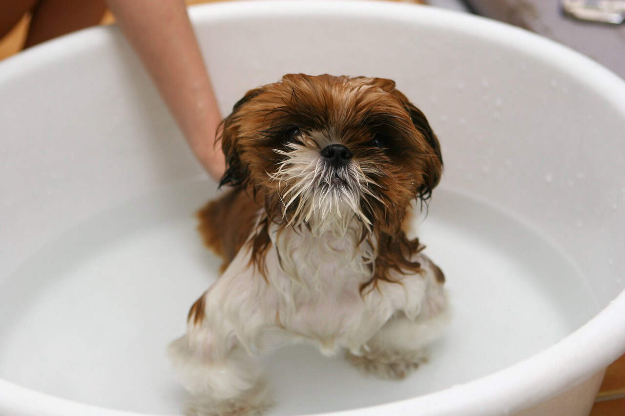 can you use johnsons baby shampoo on dogs