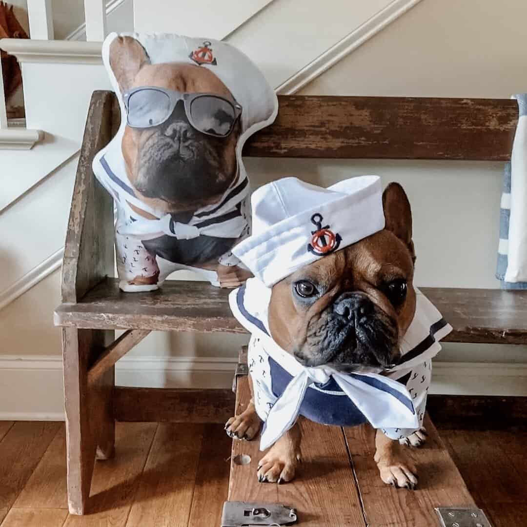 https://www.mypetsies.com/blog/app/uploads/2018/10/dunkinthefrenchieand-pillow.jpg